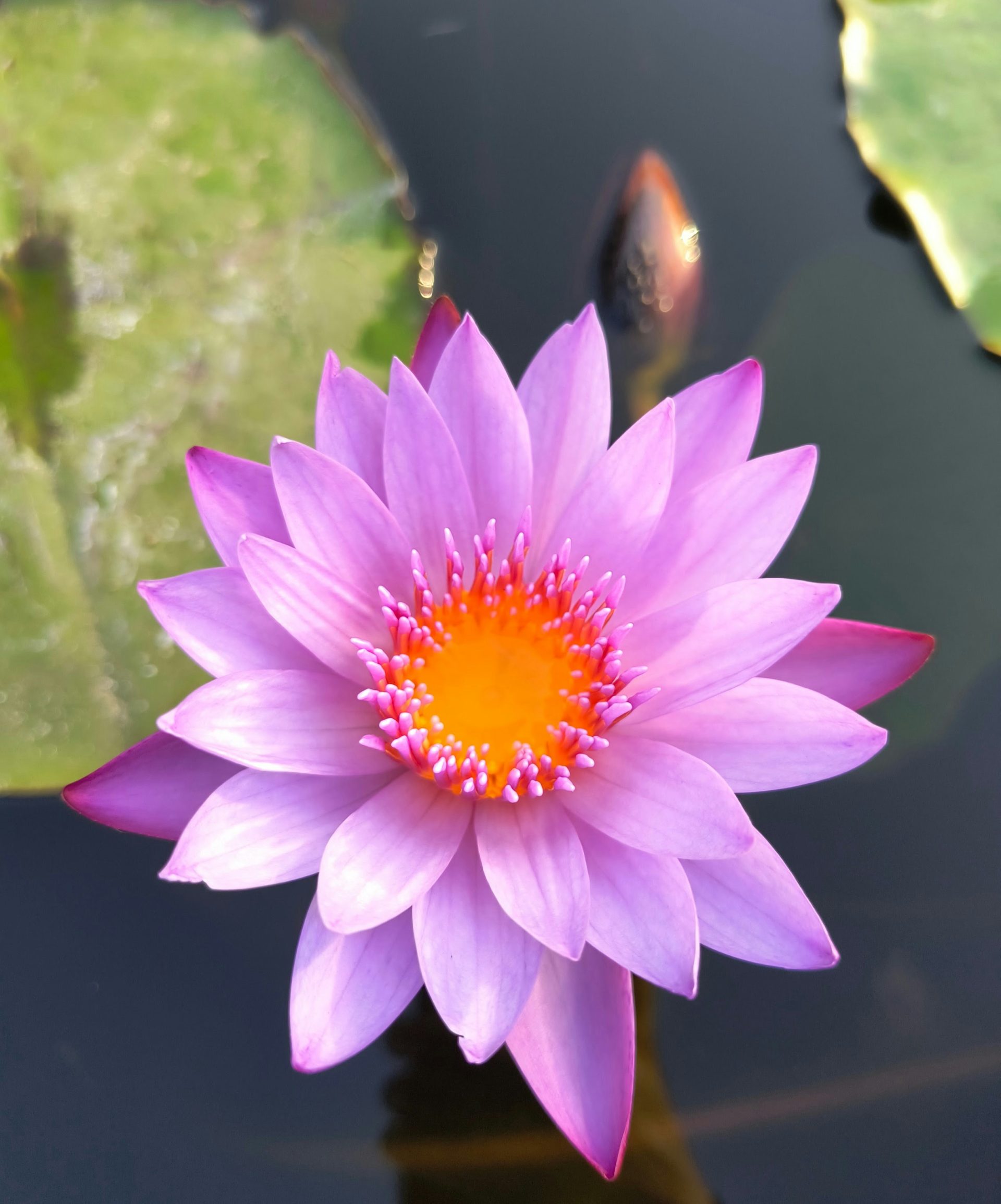 a pink water lily in a pond with lily pads