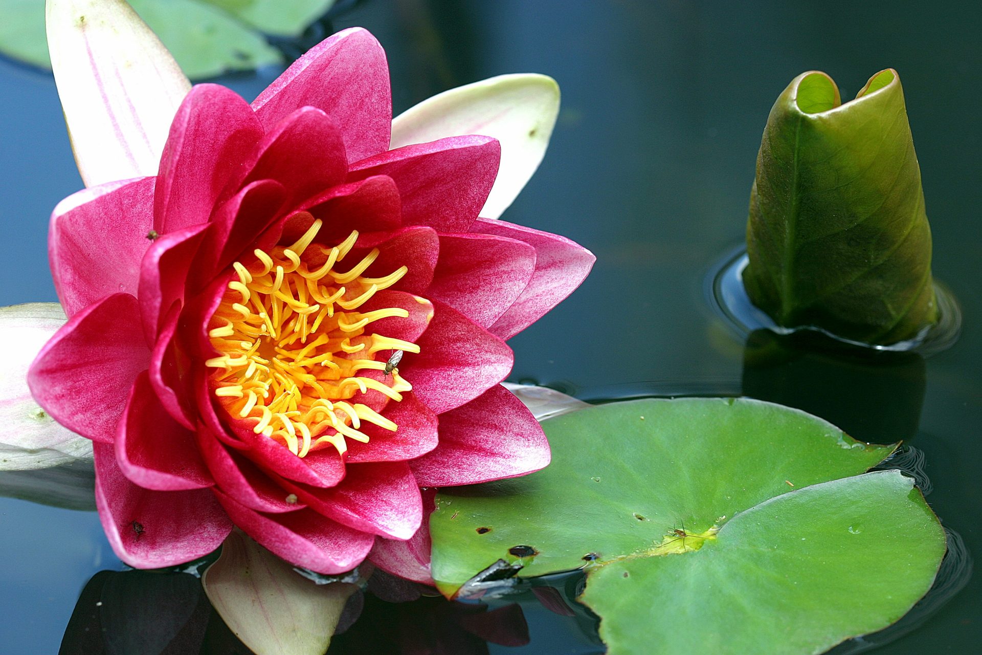 pink lotus flower in bloom